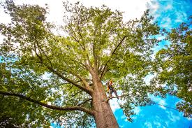 How Our Tree Care Process Works  in  Port Morris, NJ