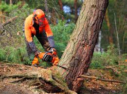 Best Soil Testing and Treatment  in Port Morris, NJ