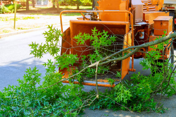 Best Tree Cabling and Bracing  in Port Morris, NJ