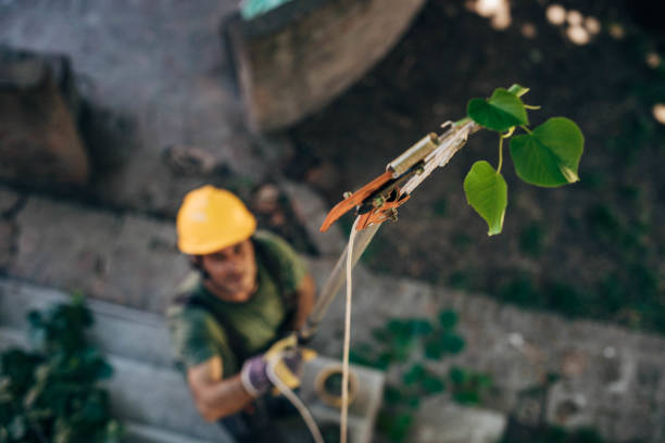 Best Tree Mulching  in Port Morris, NJ