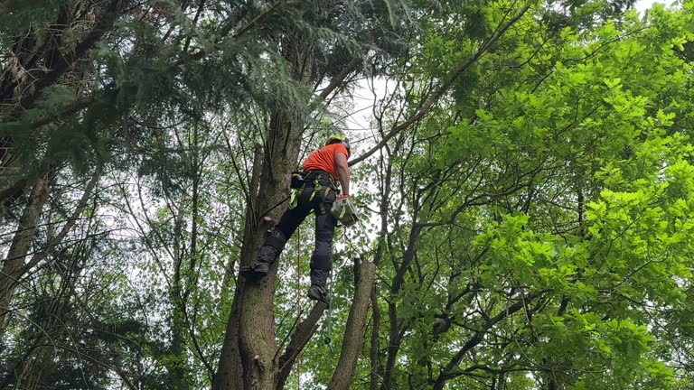 Best Hazardous Tree Removal  in Port Morris, NJ