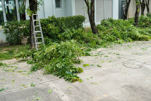 Reliable Port Morris, NJ Tree Services Solutions