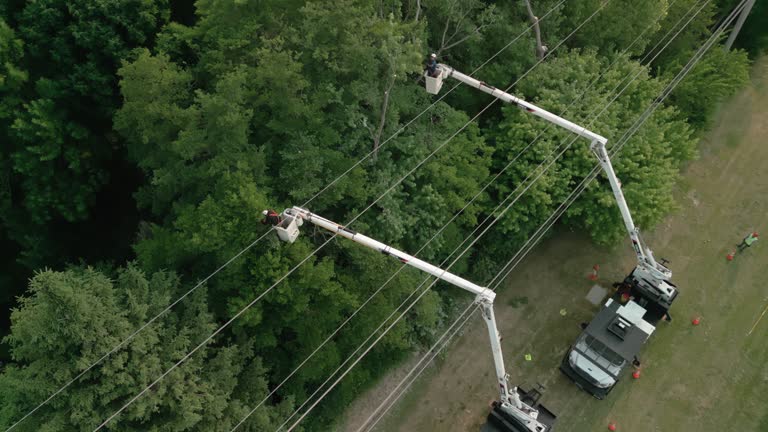 Best Tree Trimming and Pruning  in Port Morris, NJ