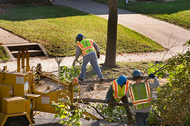 Best Fruit Tree Pruning  in Port Morris, NJ