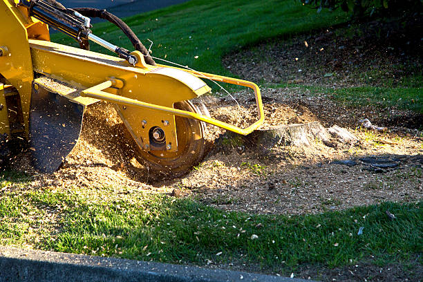 Best Utility Line Clearance  in Port Morris, NJ