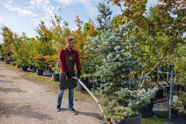 Best Tree Removal  in Port Morris, NJ