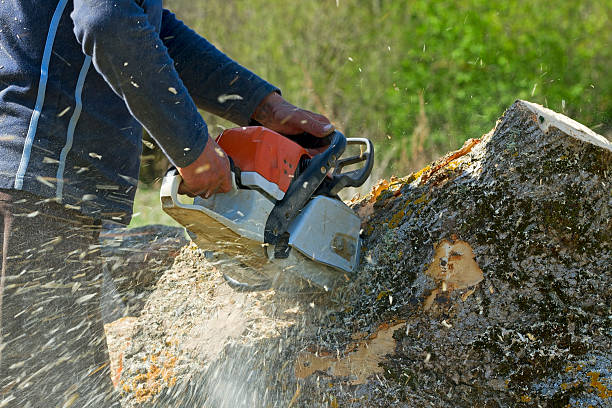 Best Tree Maintenance Programs  in Port Morris, NJ