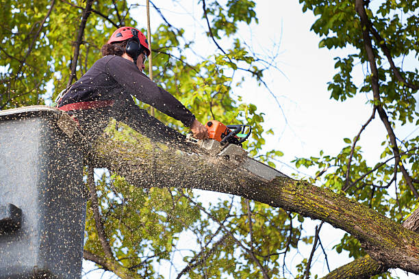 Best Arborist Consultation Services  in Port Morris, NJ