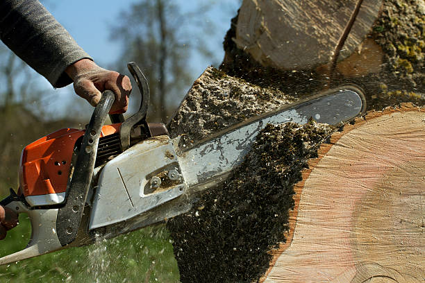Best Emergency Tree Removal  in Port Morris, NJ